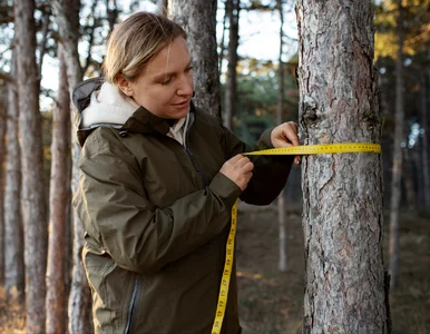 Miniatura: Nowe zasady wycinki. Jeden błąd i tysiące...