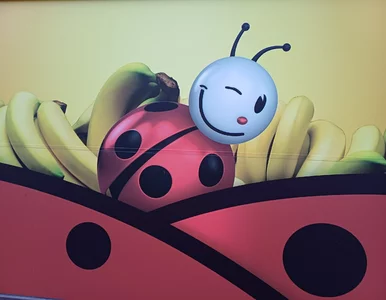 Miniatura: To nie żart. Biedronka odpowiedzialna za...