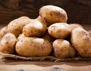 Miniatura: Walka o zdrowego ziemniaka. Kluczowa jest...