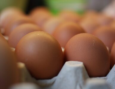 Miniatura: GIS ostrzega przed jajkami. Wykryto w nich...