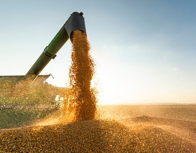 Lepsze prognozy dla ukraińskiego rolnictwa. Plony będą wyższe niż zakładano