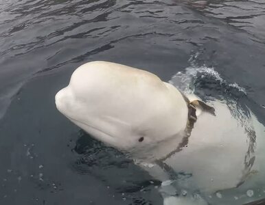 Miniatura: „Szpiegowski wieloryb” w Szwecji. Mógł...