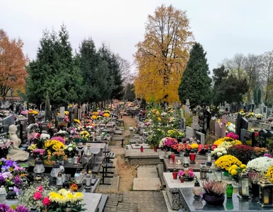 Miniatura: Wsparcie dla sprzedawców chryzantem. Co...