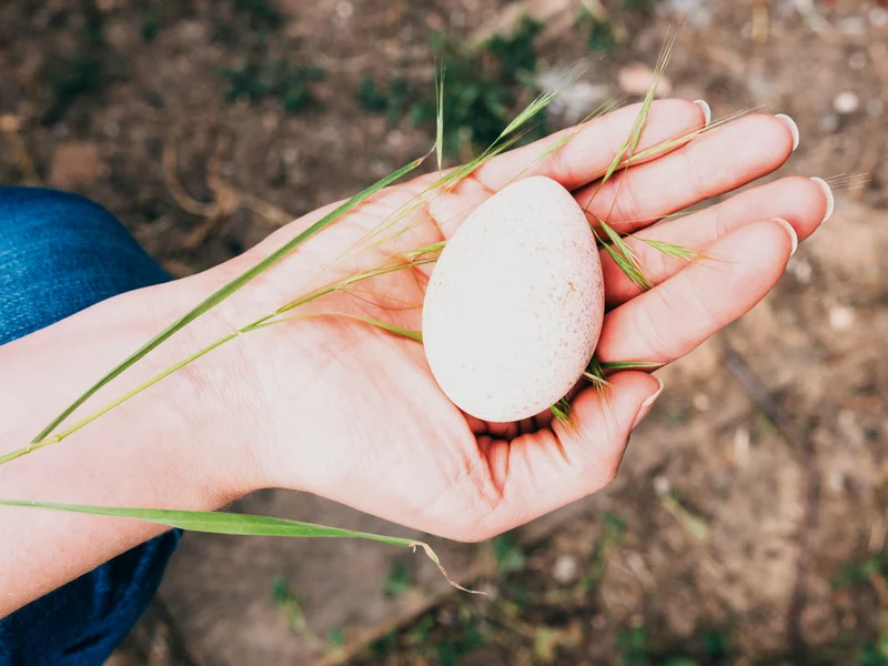 Polskie kury niosą za mało. Dlatego jemy jajka z Ukrainy