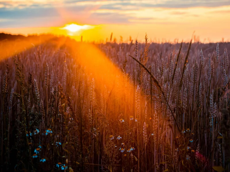 Pierwszeństwo produkcji. Rolnicy wygrają na wsi z miastowymi