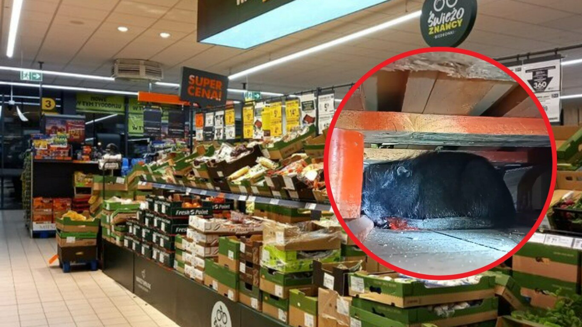 Zwierzak biegał po Biedronce. Przez awaryjną sytuacją zamknęli sklep
