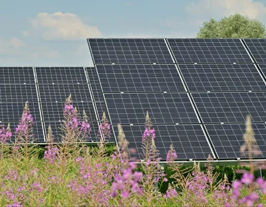 Miniatura: Podejdź no do płota – drugie życie...