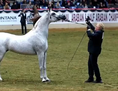 Miniatura: Pieniędzy za rekordową klacz wciąż nie ma....