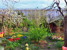 Miniatura: Działki ROD już w cenie mieszkań. Wcale...