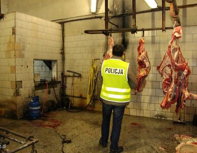 Do Szwecji trafiło mięso z polskiej ubojni, w której zabijano chore krowy