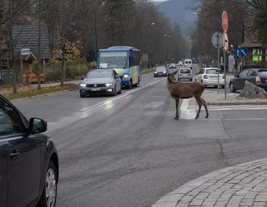 Miniatura: Kolizja z dzikiem zwierzęciem. W takiej...