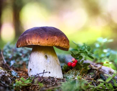 Miniatura: 500 zł mandatu za zbieranie grzybów?...