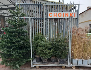 Miniatura: Choinki droższe niż rok temu. Tyle trzeba...