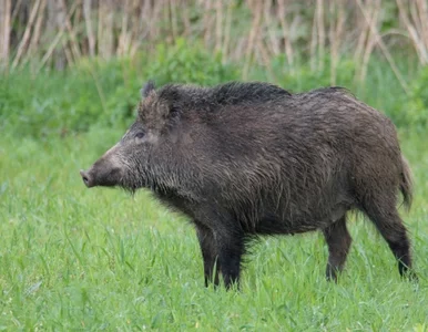 Miniatura: Rolnicy poszkodowani przez dziki chcą 6...